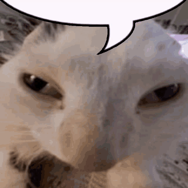 a close up of a white cat with a speech bubble above its head