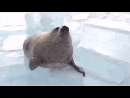 a seal is swimming in a pool of water .