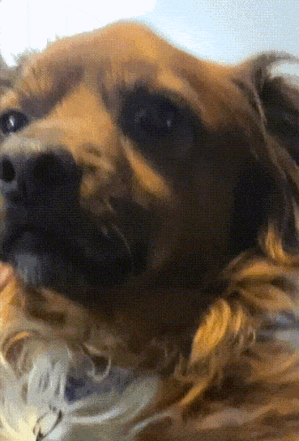 a close up of a dog 's face with a black nose