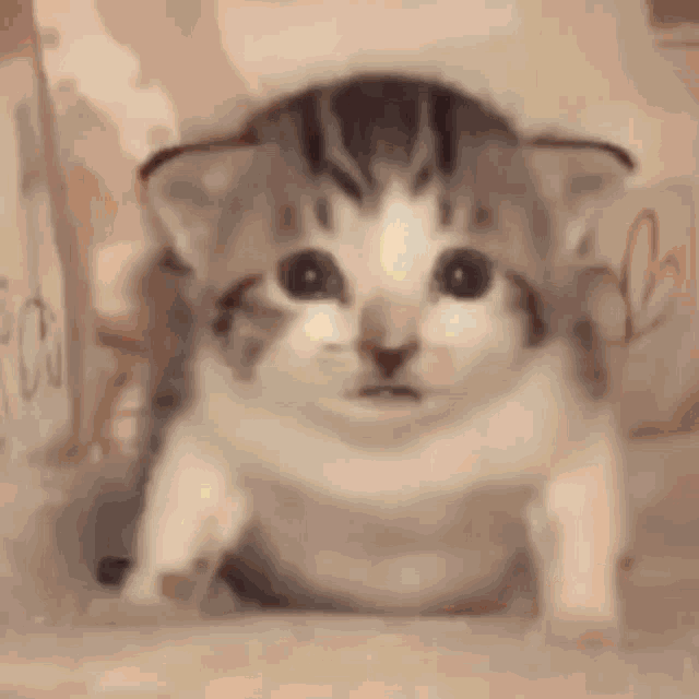 Cat Explosion GIF - Cat Explosion GIFs