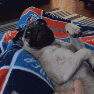 a pug dog is laying on a bed with a blanket that says ' nfc ' on it