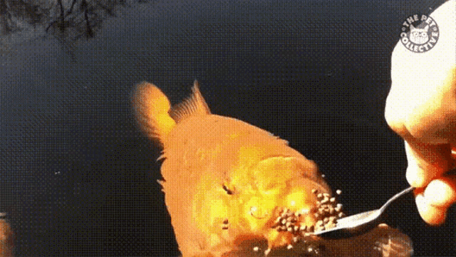 a person is feeding a fish with a spoon and the pets collection logo is visible in the corner