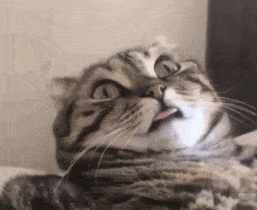 a close up of a cat with its tongue out .