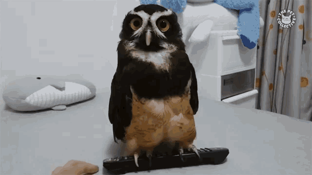 Hey What Are You Doing Moving GIF - Hey What Are You Doing Moving Chilling Owl GIFs