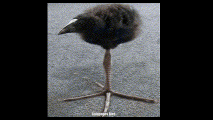 a picture of a bird with a caption that says ' catapagos bird ' on it