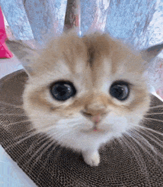 a close up of a kitten looking at the camera while sitting on a table .