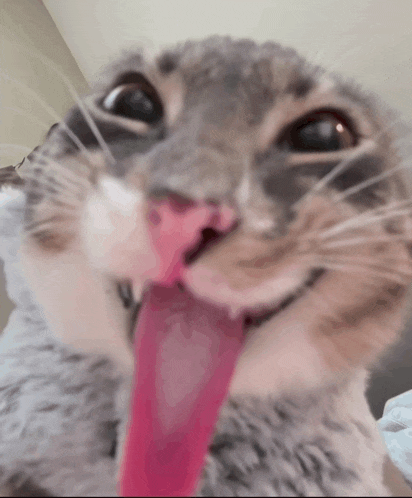a close up of a cat 's face with its pink tongue sticking out