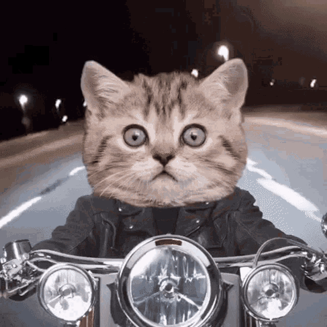 Yt Cat GIF - Yt Cat Cat In A Motorcycle GIFs