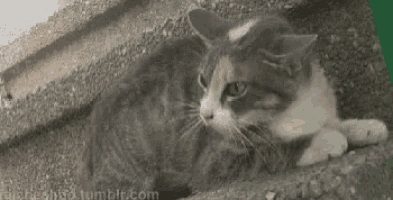 a cat is laying on a set of stairs looking at the camera .
