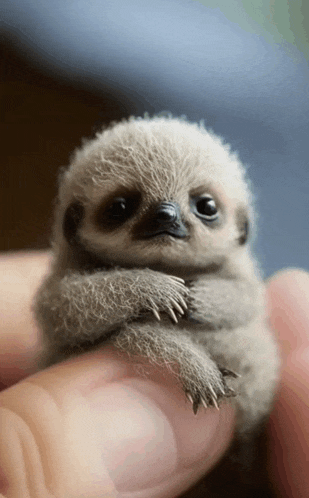 a person is holding a small sloth in their hand