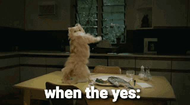 a cat is standing on its hind legs in front of a table with the words " when the yes " written on it