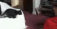 Cat Jump GIF - Cat Jump Sleep GIFs