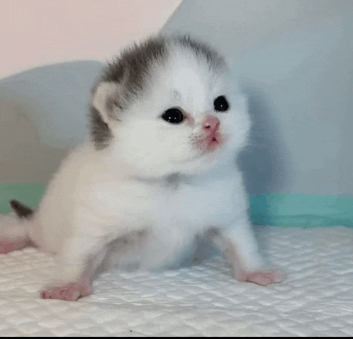 a small white and gray kitten is sitting on a napkin on a bed .