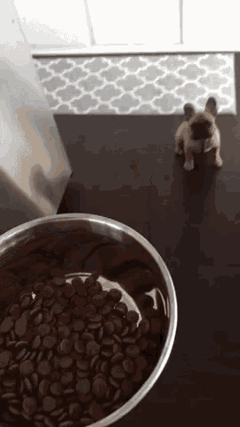 a pug puppy is standing next to a bowl of chocolate chips .
