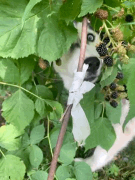 a husky dog is peeking out from behind a bush with blackberries