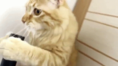 Kitty Licks The Vacuum Cleaner Hose GIF