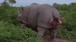 a rhinoceros with a bloody tail is standing in a field .