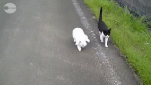 一緒に歩くウサギと猫 GIF - Usagi Neko Issho GIFs