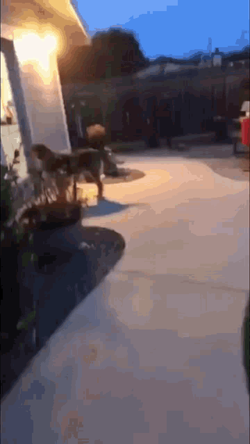 a dog is walking down a sidewalk in front of a house at night .
