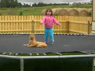 Would You Stop... GIF - Cat Bounce Annoyed GIFs