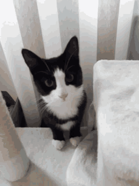 a black and white kitten is sitting on top of a cat tree .