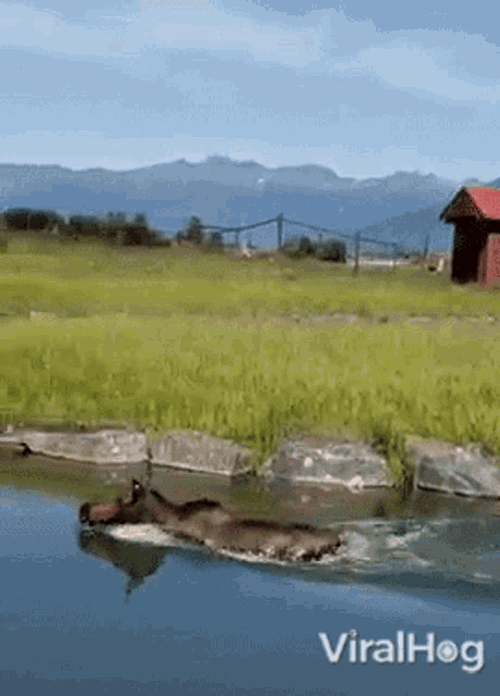 Moose Viralhog GIF - Moose Viralhog Swimming GIFs