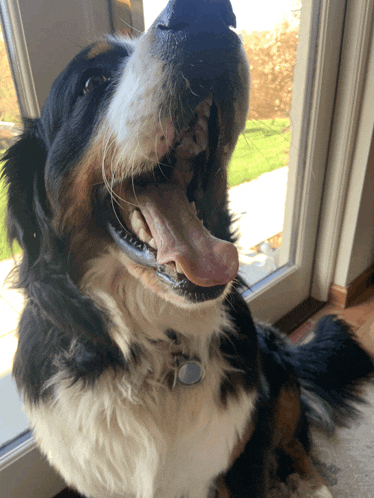 a close up of a dog 's face with its mouth open