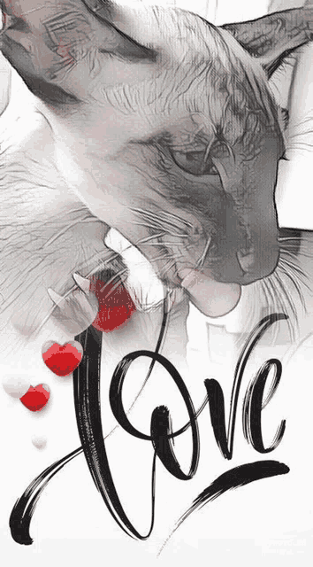 a black and white drawing of a cat with the word love written below it