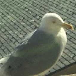 a seagull with a yellow beak is sitting on a brick roof .