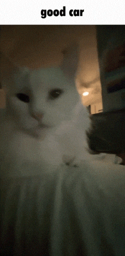 a close up of a white cat with the caption good car