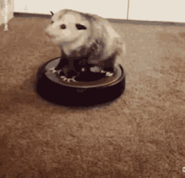 Possum Opossum GIF - Possum Opossum Roomba GIFs