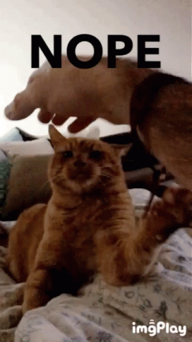 Funny Animals Cat GIF