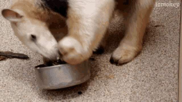 a close up of a dog eating from a bowl with the word tomokey on the bottom right