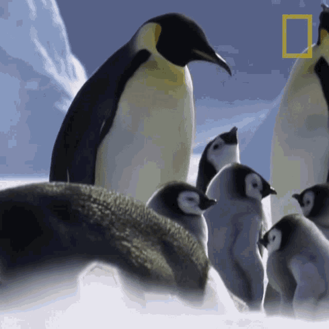 Pampering Young Penguin National Geographic GIF - Pampering Young Penguin National Geographic A Young Penguins First Plunge GIFs
