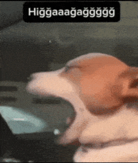 a dog is yawning while sitting in a car with a sticker that says higgaaaagaggg .