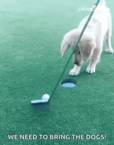 a puppy is playing golf on a golf course while holding a golf club .