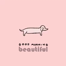 Good Morning Beautiful Dog GIF - Good Morning Beautiful Dog GIFs
