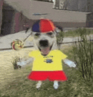 a dog wearing a yellow shirt and red shorts is holding a lollipop in its mouth .