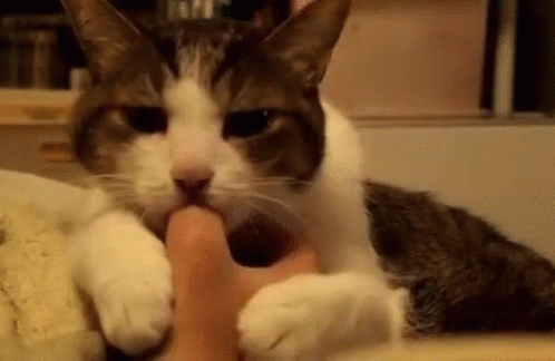 Thumb Eating GIF - Thumb Eating Cat GIFs
