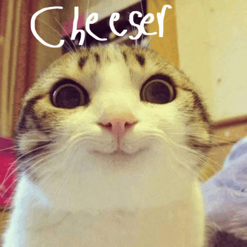 Cheeser Cat GIF - Cheeser Cat Smileycat GIFs