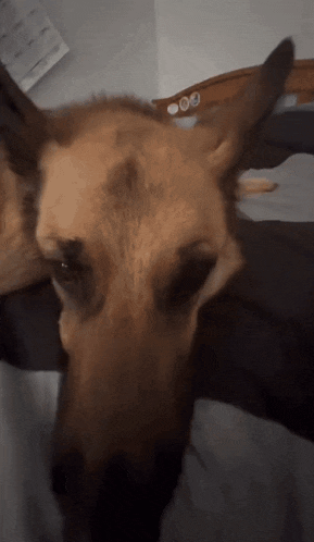 a close up of a dog 's face with a calendar on the wall in the background