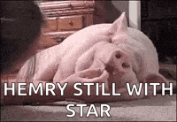a pig is laying on the floor with the words `` hemry still with star '' written above it .