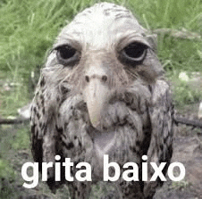 a close up of a bird with a big beak and the words grita baixo written on it .