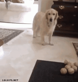 a dog standing in a living room next to a pile of balls