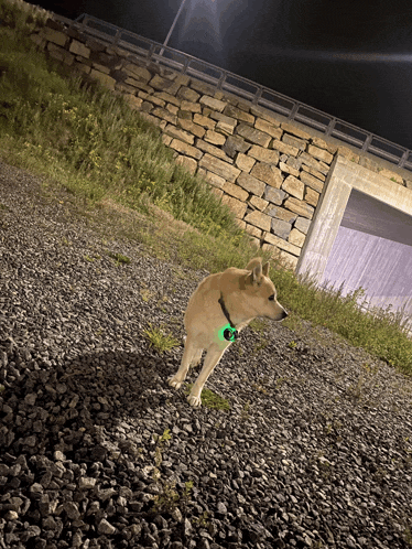 a dog with a green collar is standing on gravel