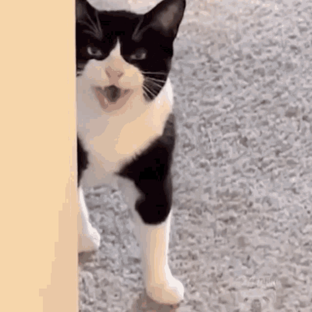 Mean Cat Angry Cat GIF - Mean Cat Angry Cat Meow GIFs