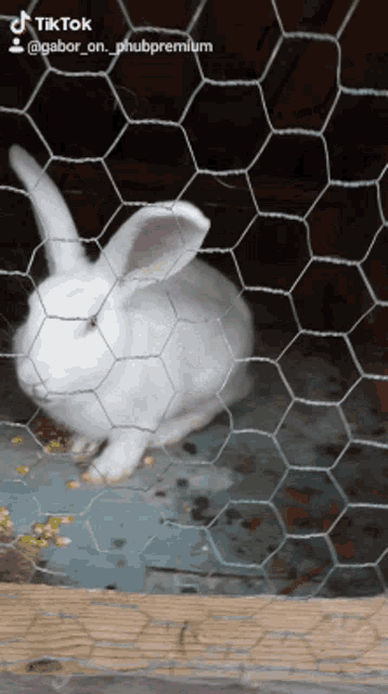 a white rabbit is behind a chicken wire fence with a tiktok watermark