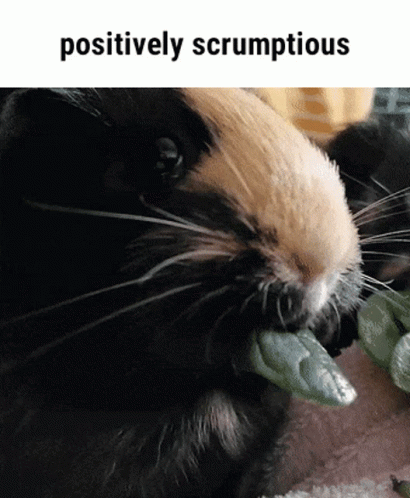 Positively Scrumptious Positively GIF - Positively Scrumptious Positively Scrumptious GIFs
