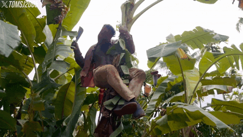 a man is sitting on a banana tree with a toms 2008 watermark