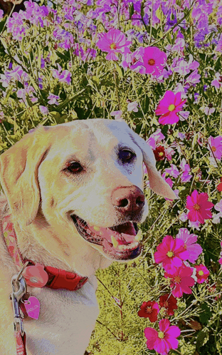 a dog wearing a red collar with a pink tag that says ' i love you '